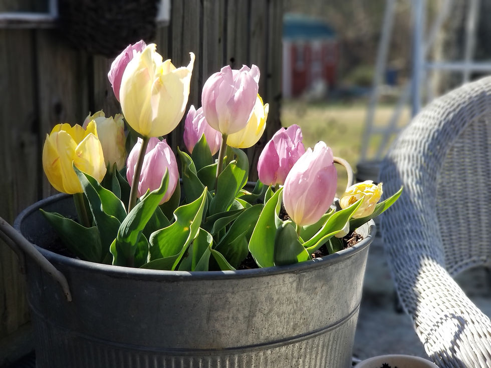 metal-tub-spring-tulips-bulbs