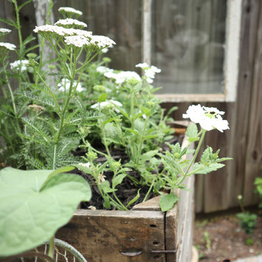 white yarrow in an old crate