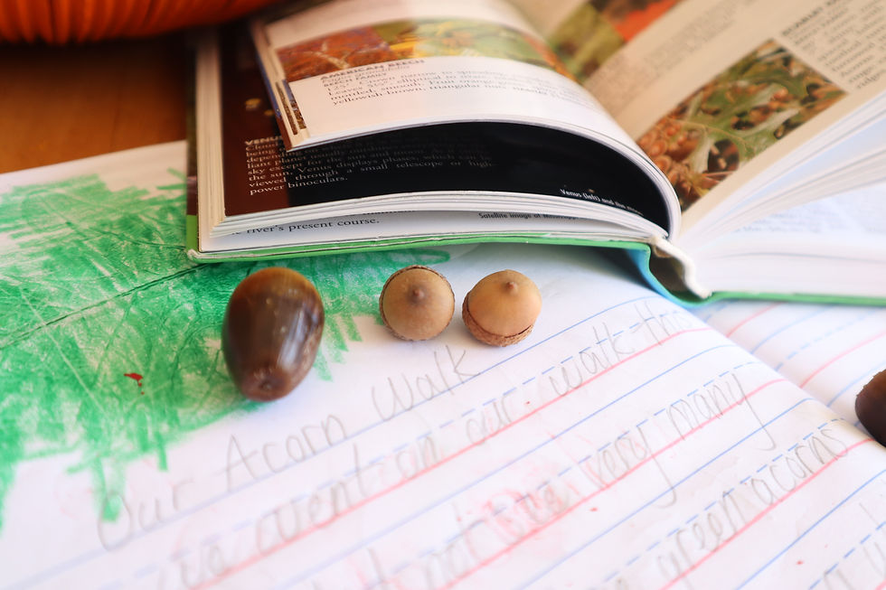 journal-acorns-field-guide