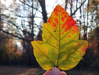 leaf-sunlight-woods