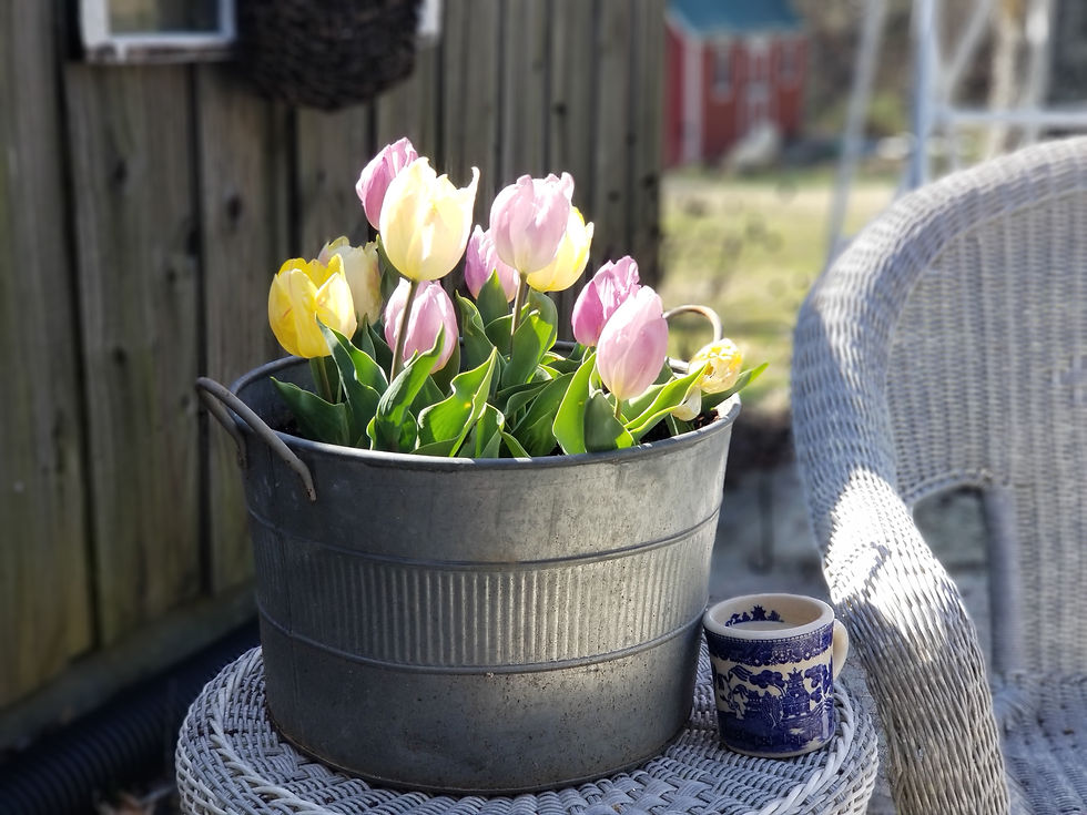 metal-tub-spring-tulips