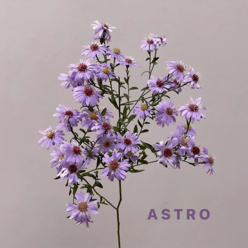 astro.gif