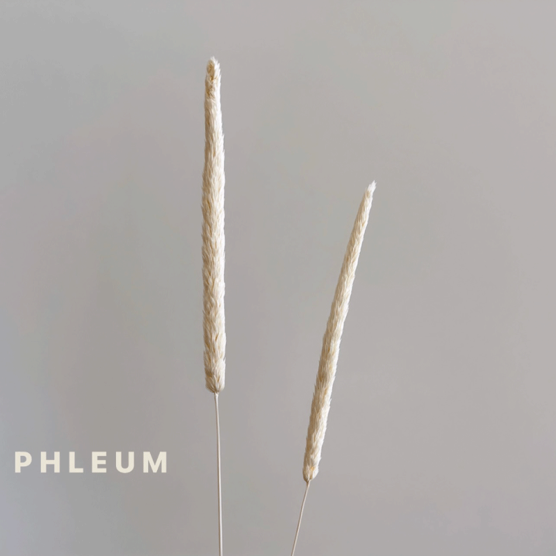 phleum.gif