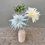 Miniatura: PAPER Garden Jesmonite