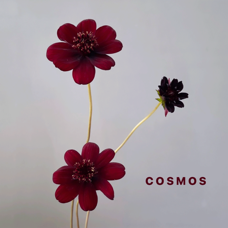 cosmos-choco.gif