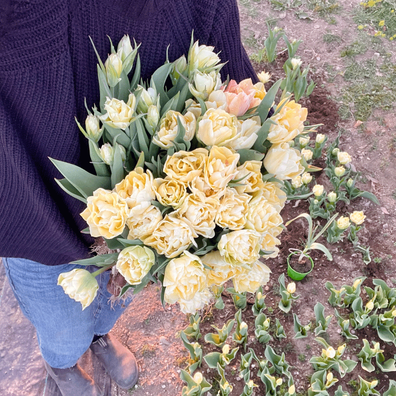 garden5.gif