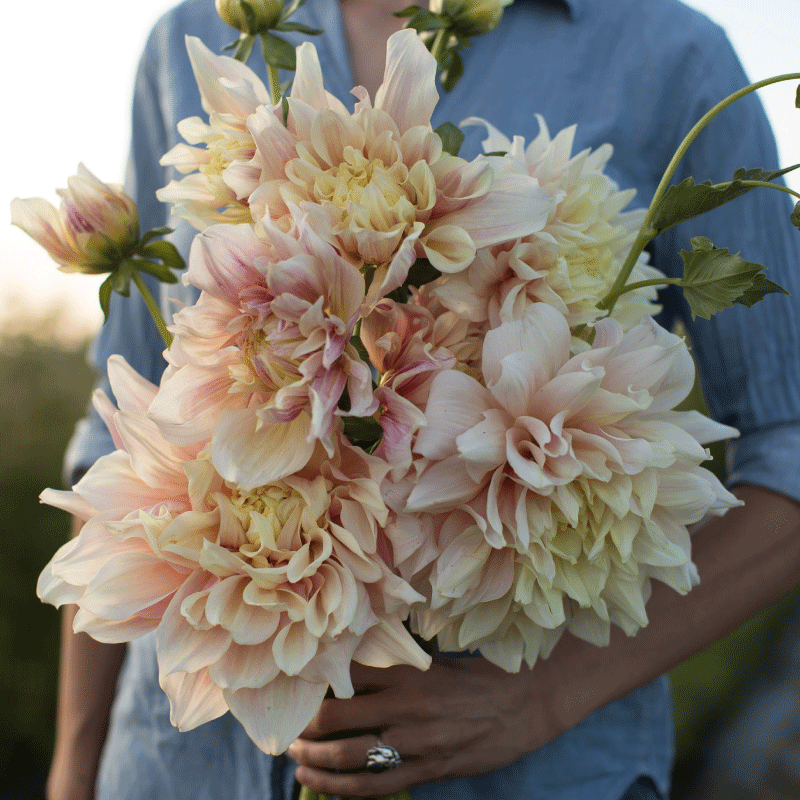 Floret Flowers Farm Dahlia bouquet fiori locali di stagione e sostenibili consegna a Milano