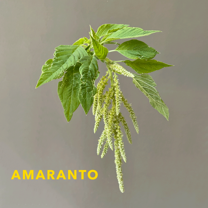 amaranto.gif