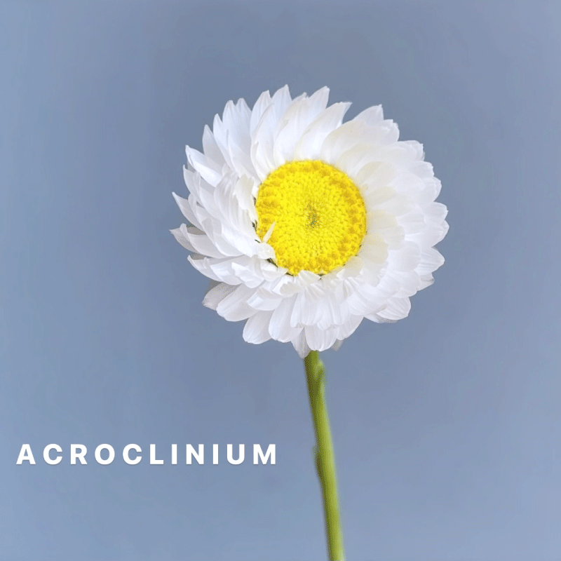 acroclinium.gif