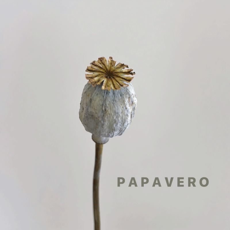 papavero.gif