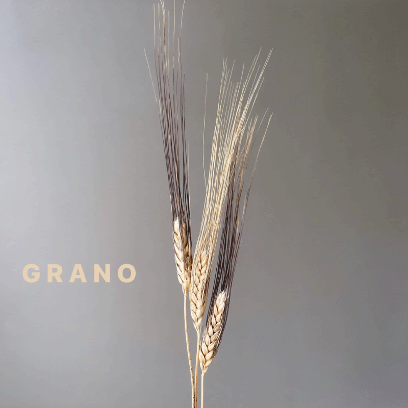 DRY-grano.gif