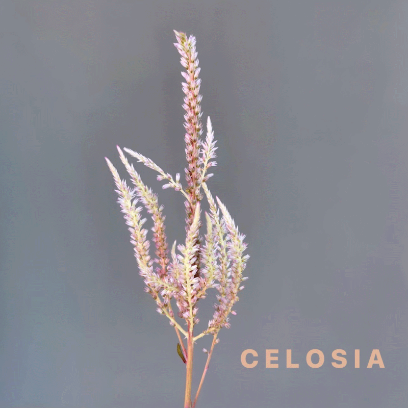 celosia.gif