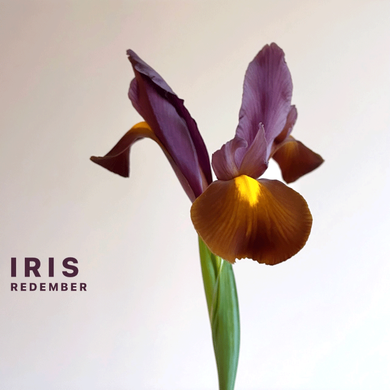 iris.gif