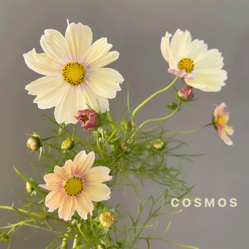 cosmos.gif