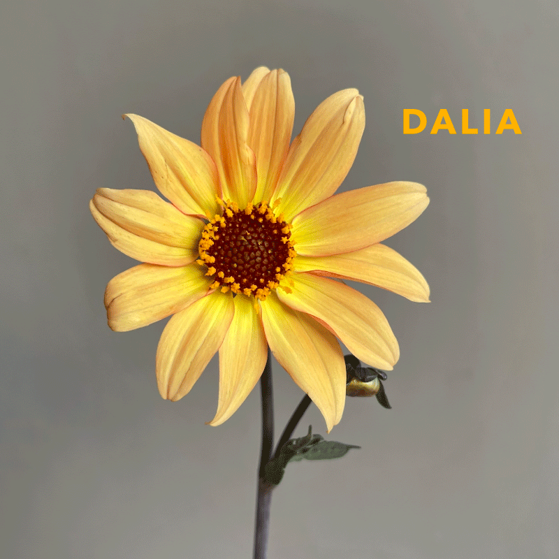 dalia1.gif
