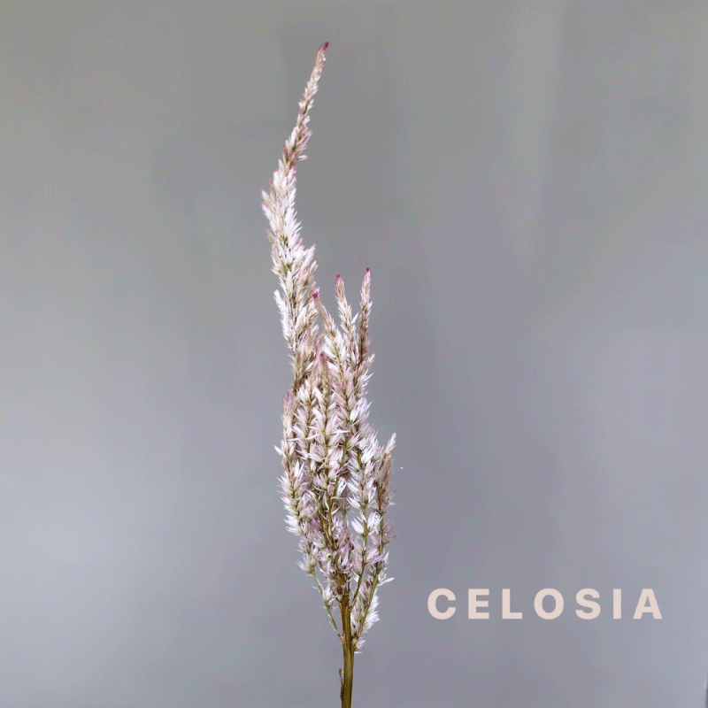 DRY-celosia.gif