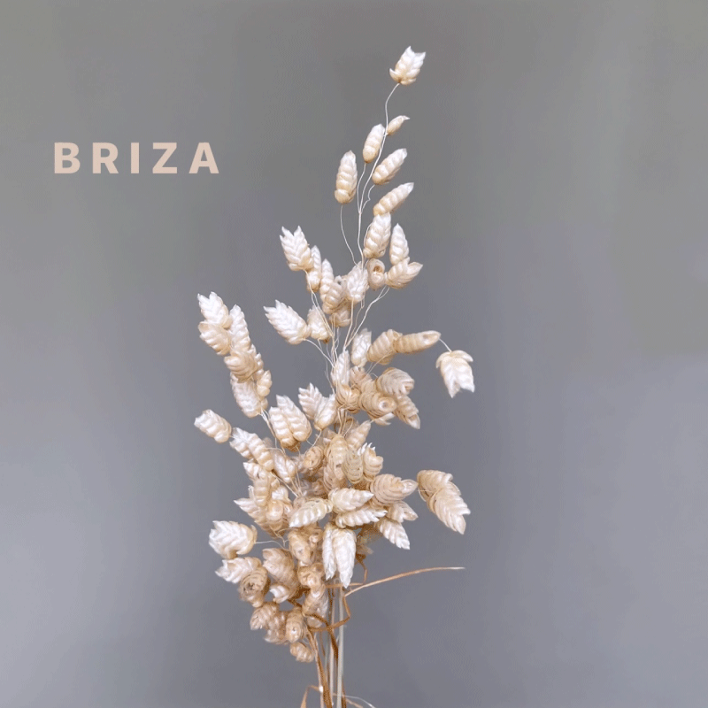 DRY-briza.gif