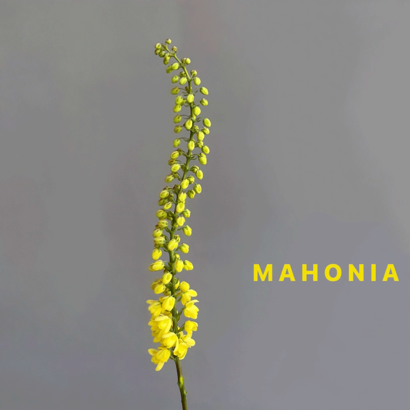 mahonia.gif