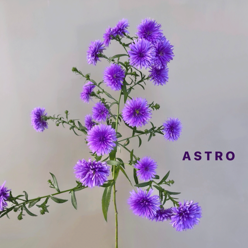 astro.gif