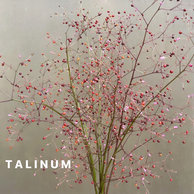 talinium.gif