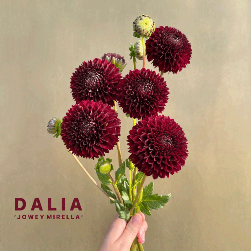 dalia.gif