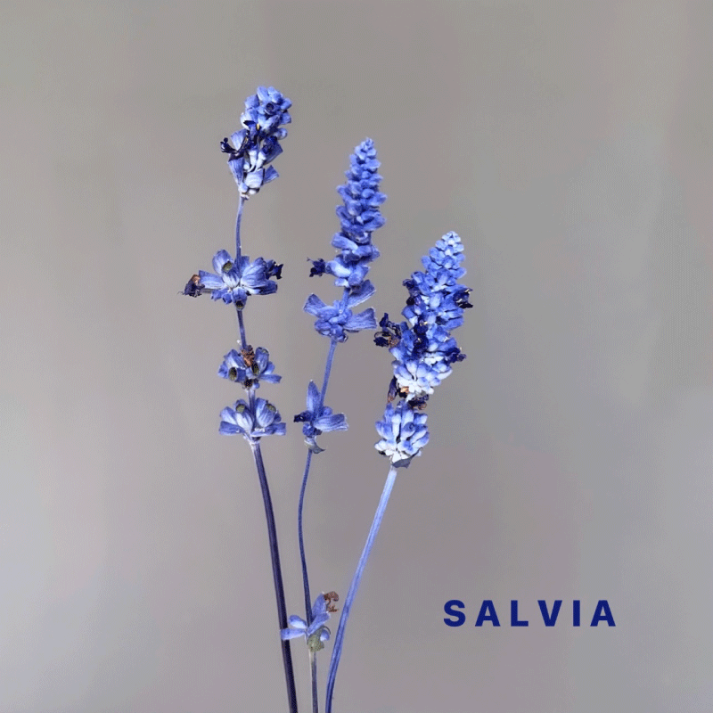 DRY-salvia.gif