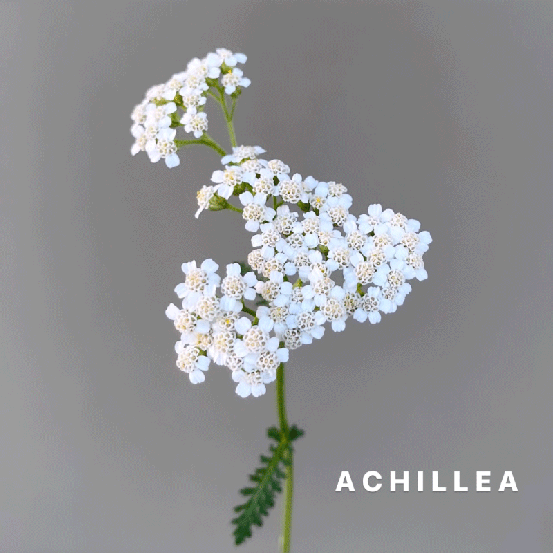 achillea.gif