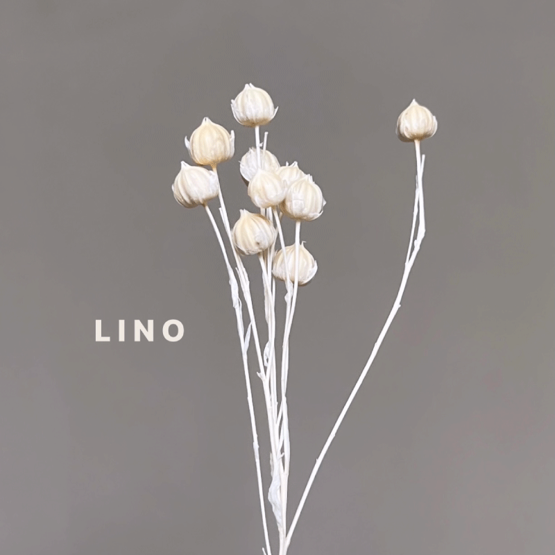 lino.gif