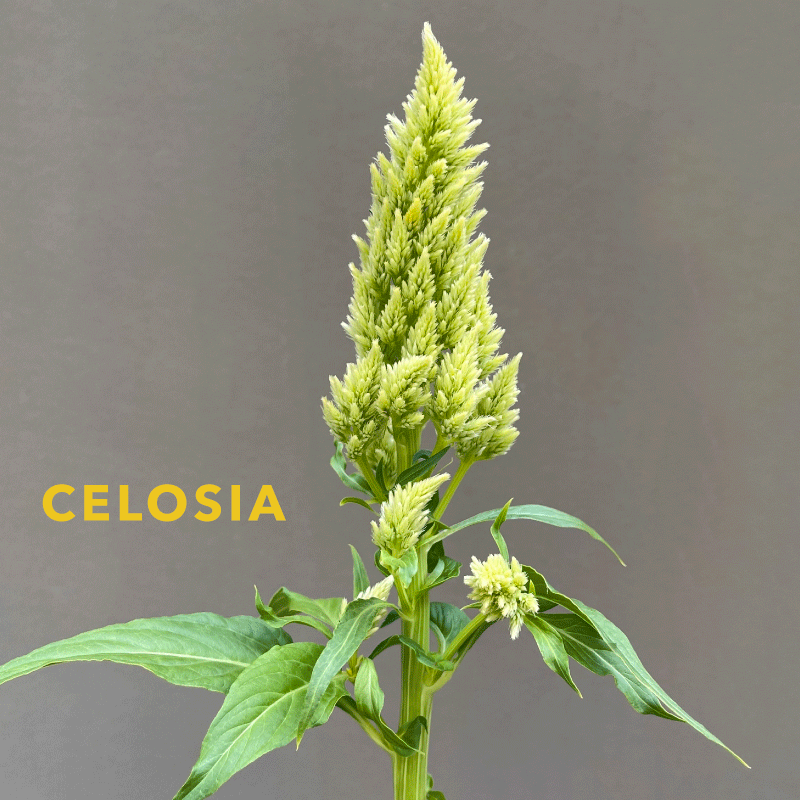 celosia.gif