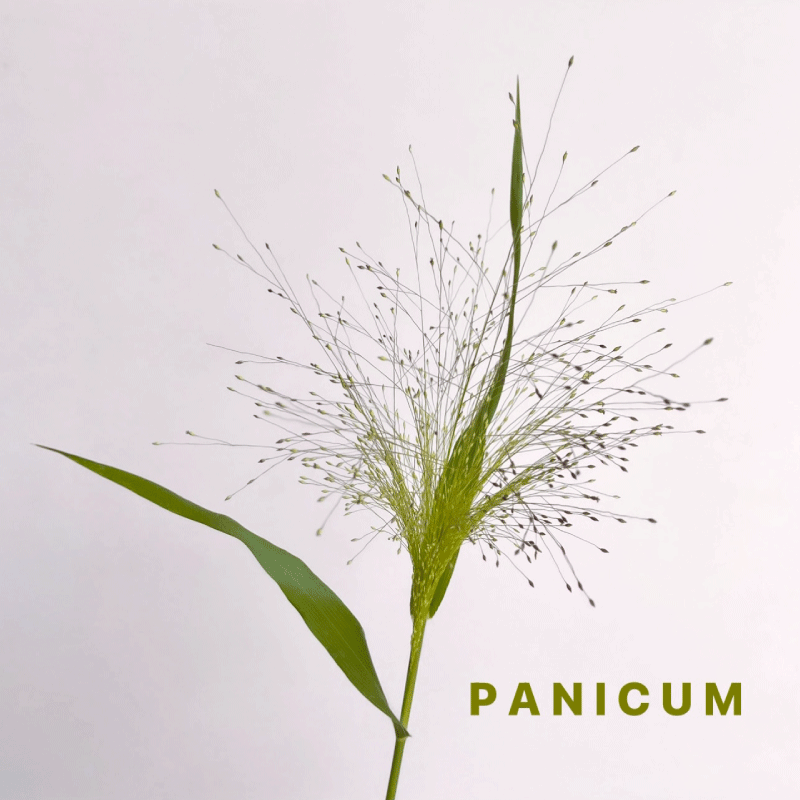 panicum.gif