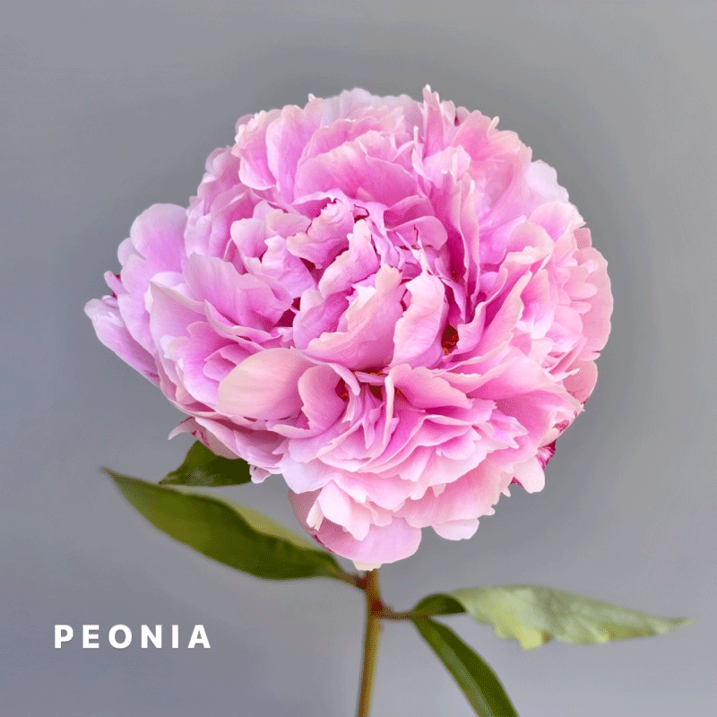 peonia.gif