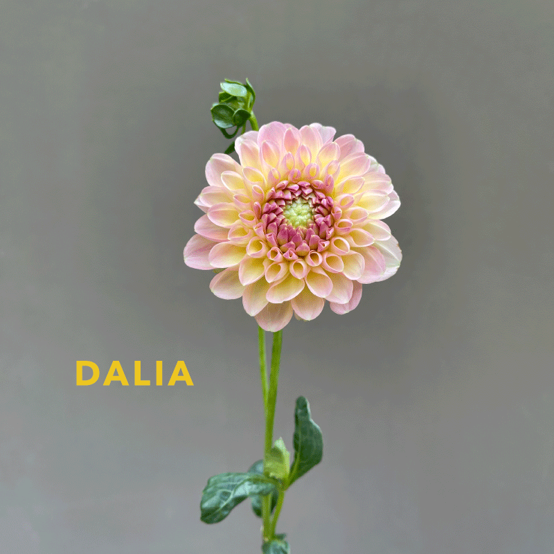 dalia1joweypaula.gif