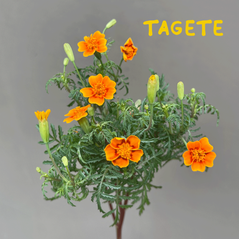 tagete.gif