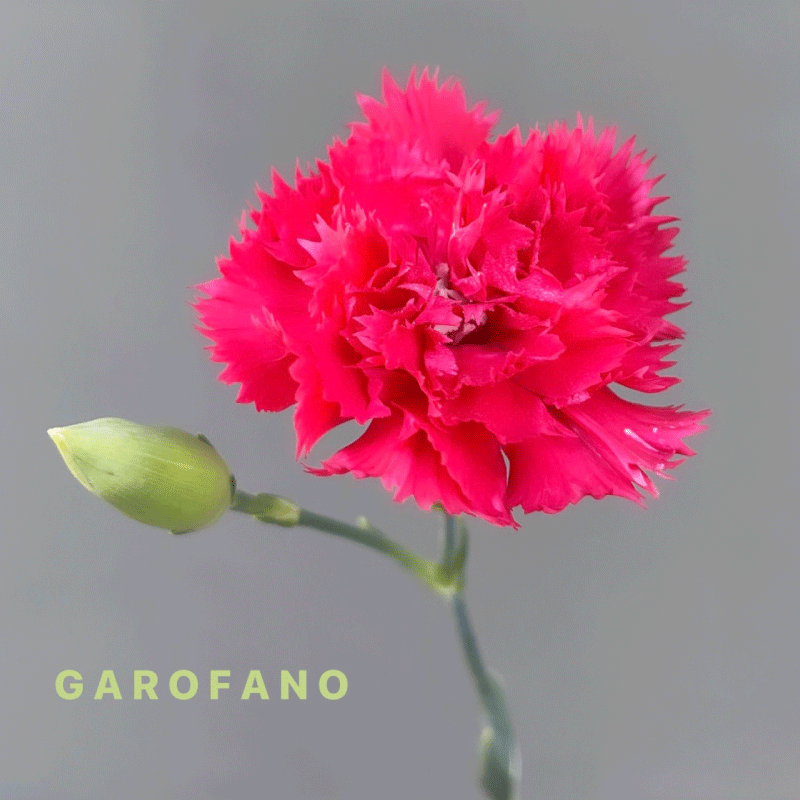 GAROFANO.gif