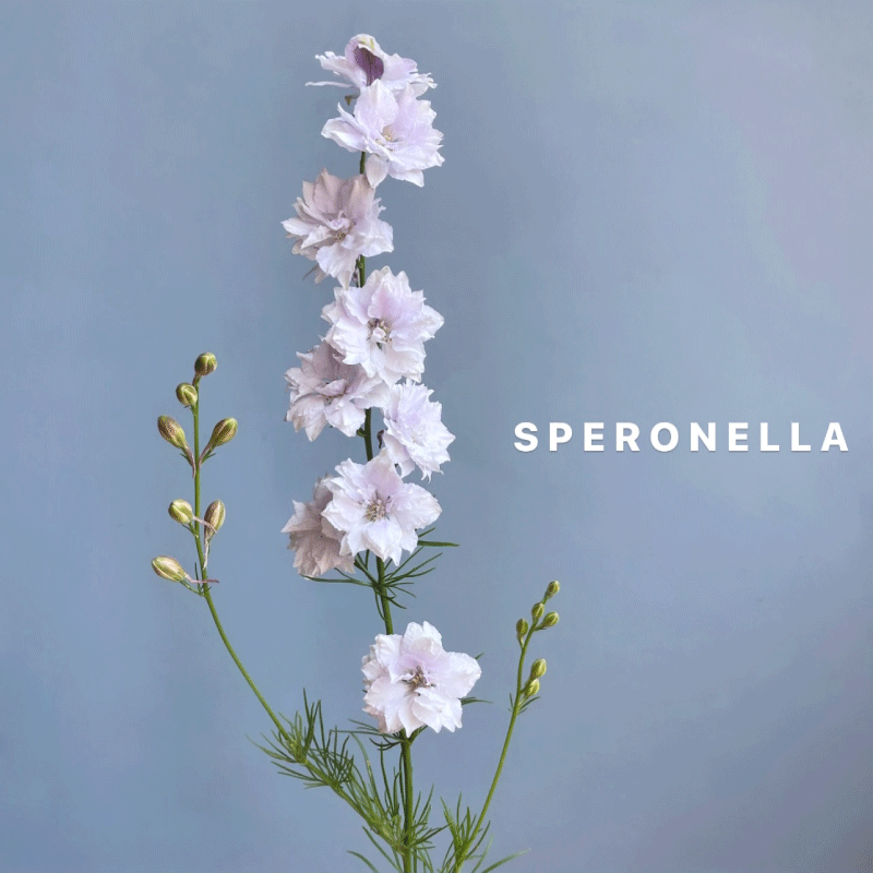 speronella.gif