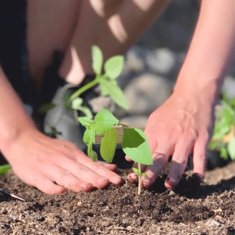 garden2.gif