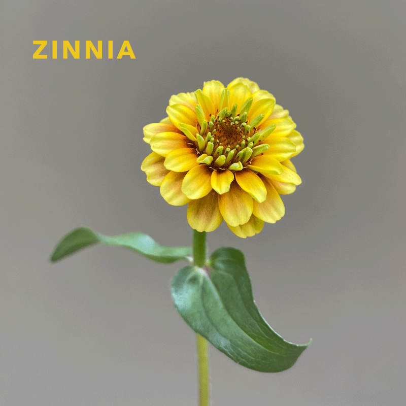 zinnia.gif