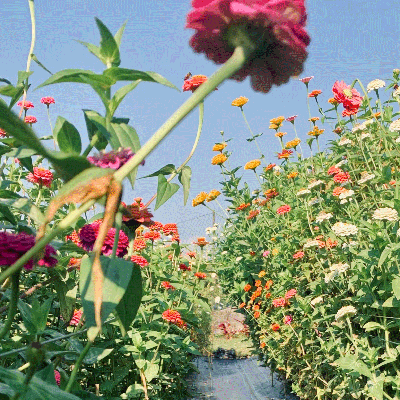 garden3.gif