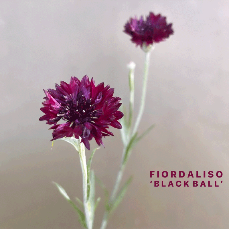 fiordaliso.gif