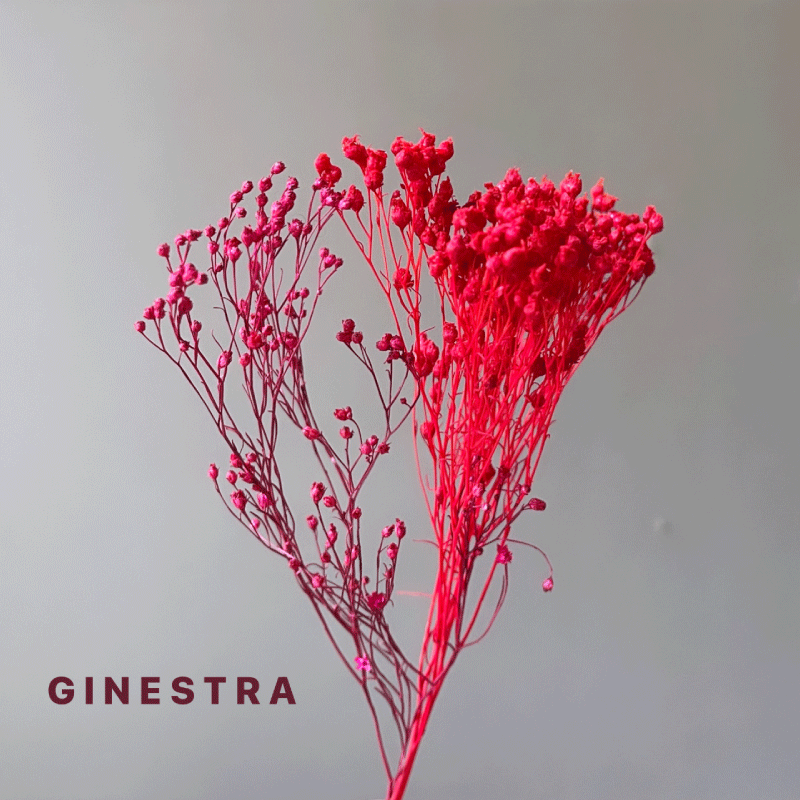 DRY-ginestra.gif