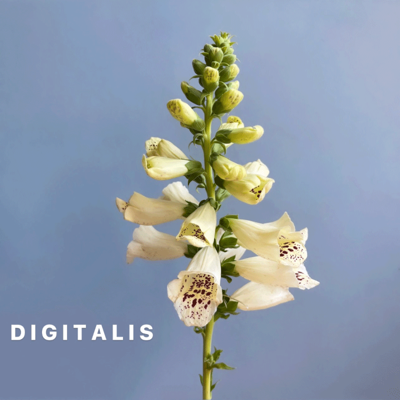 DIGITALIS.gif