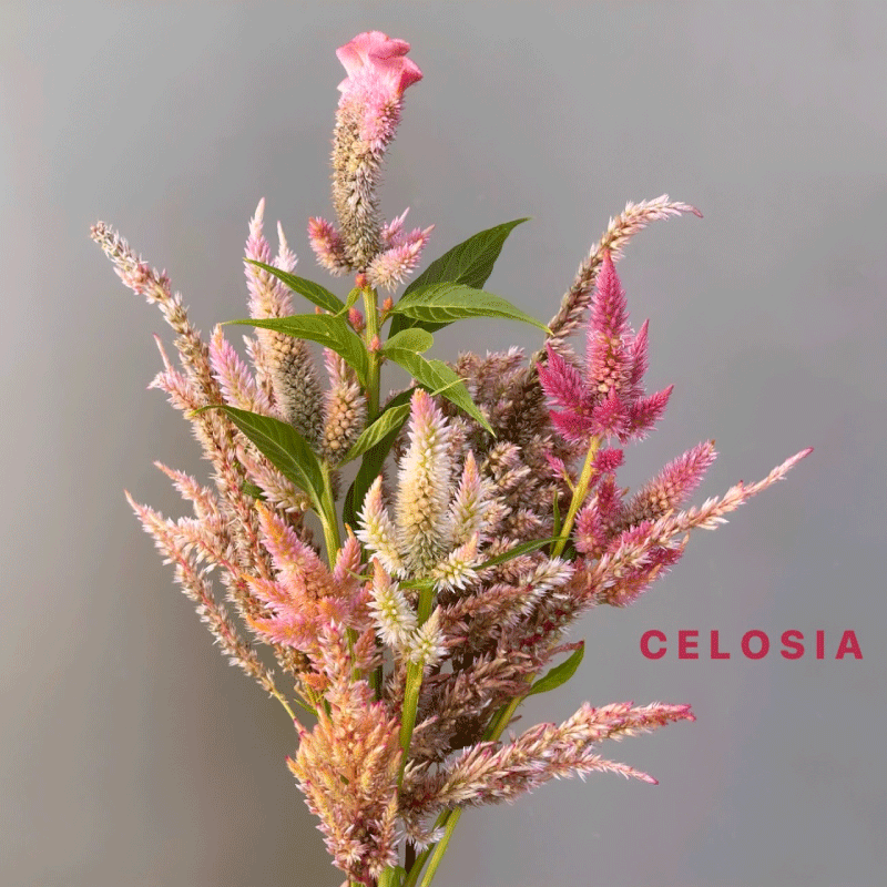 celosia.gif