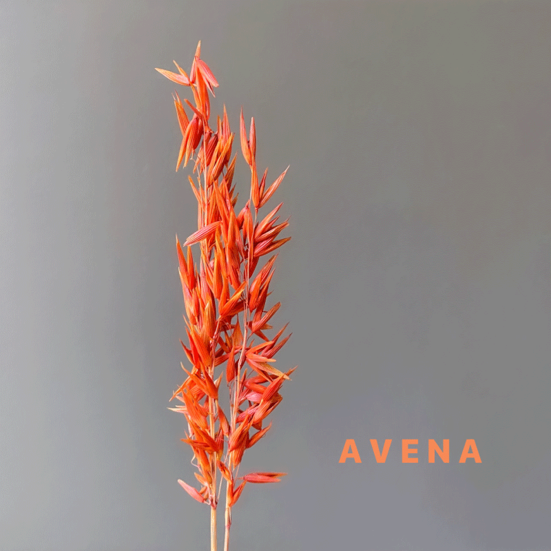 DRY-Avena.gif