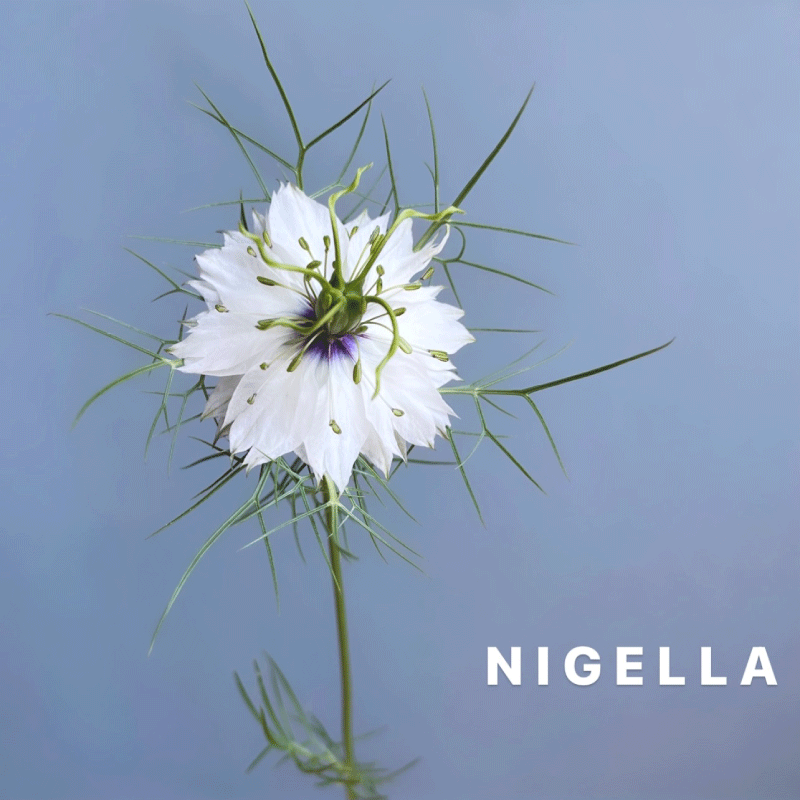 nigella.gif