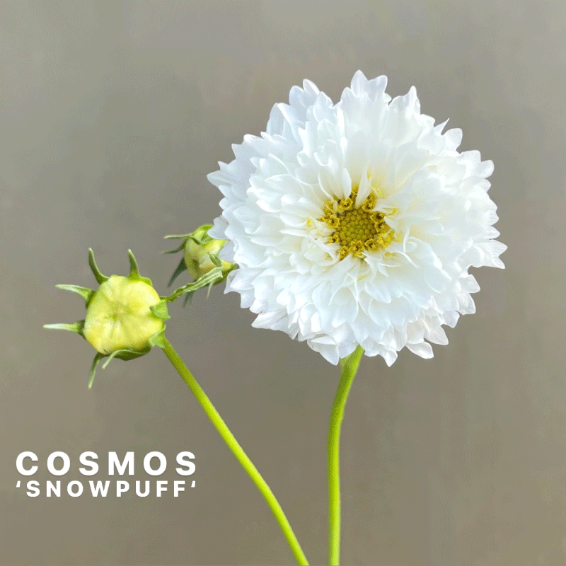 cosmos.gif