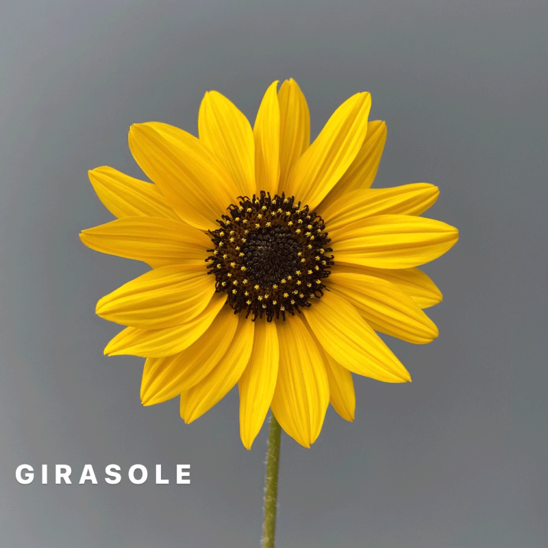 girasole.gif