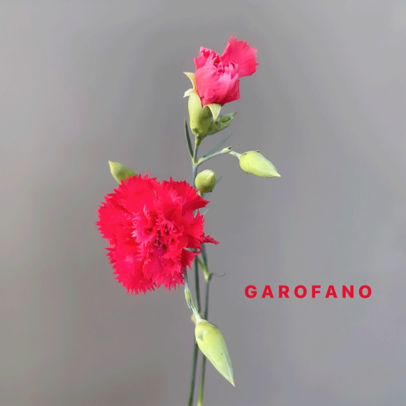 garofano.gif