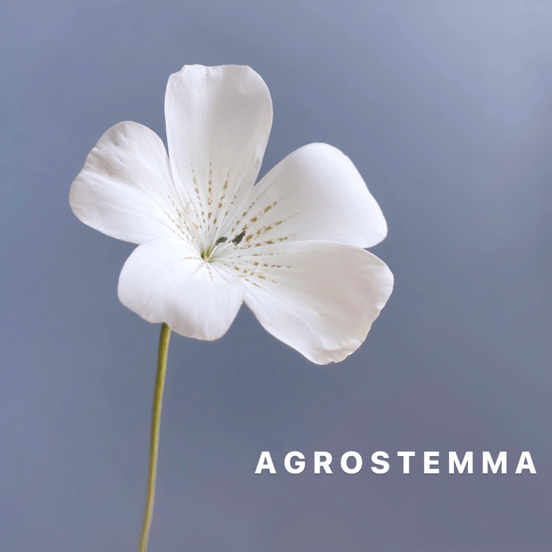 AGROSTEMMA.gif