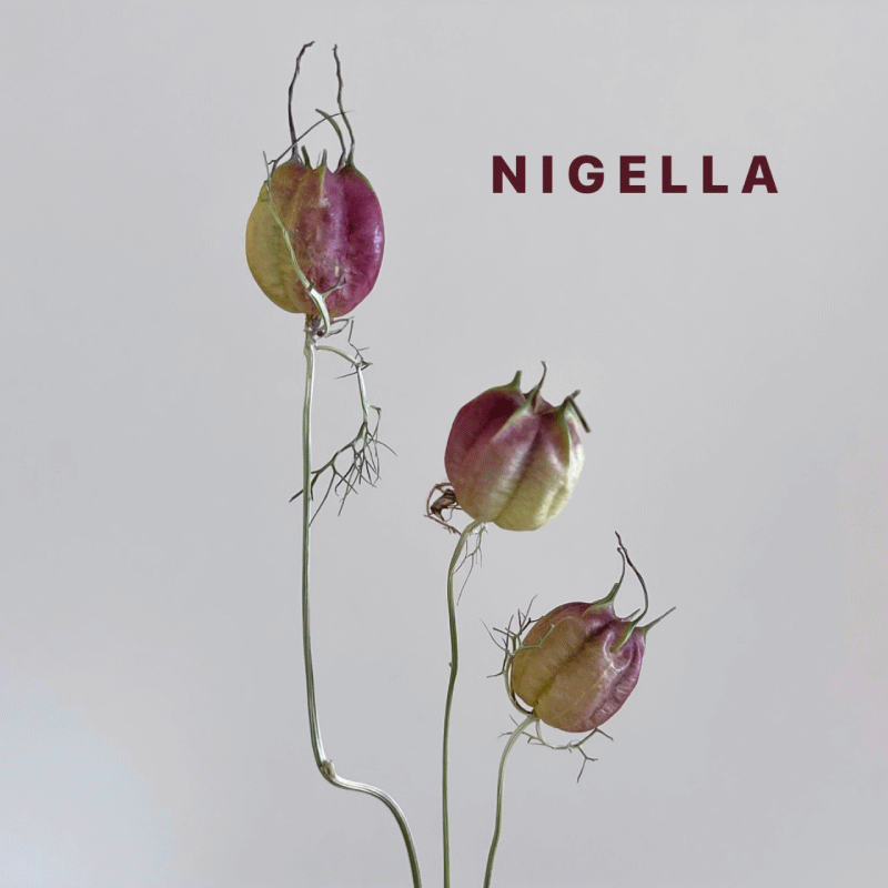 nigella.gif