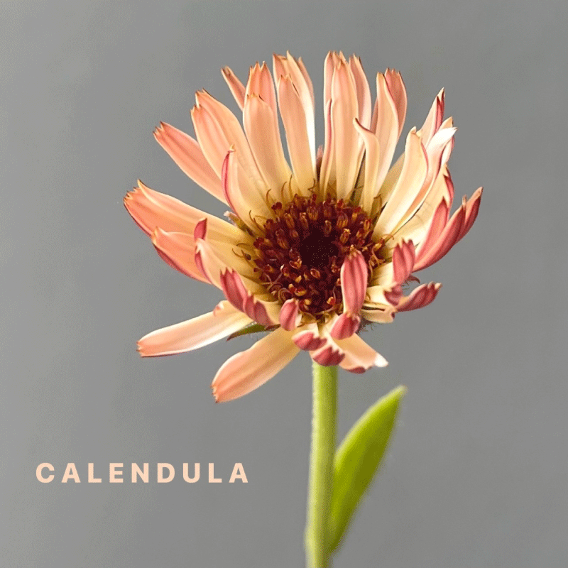 CALENDULA.gif